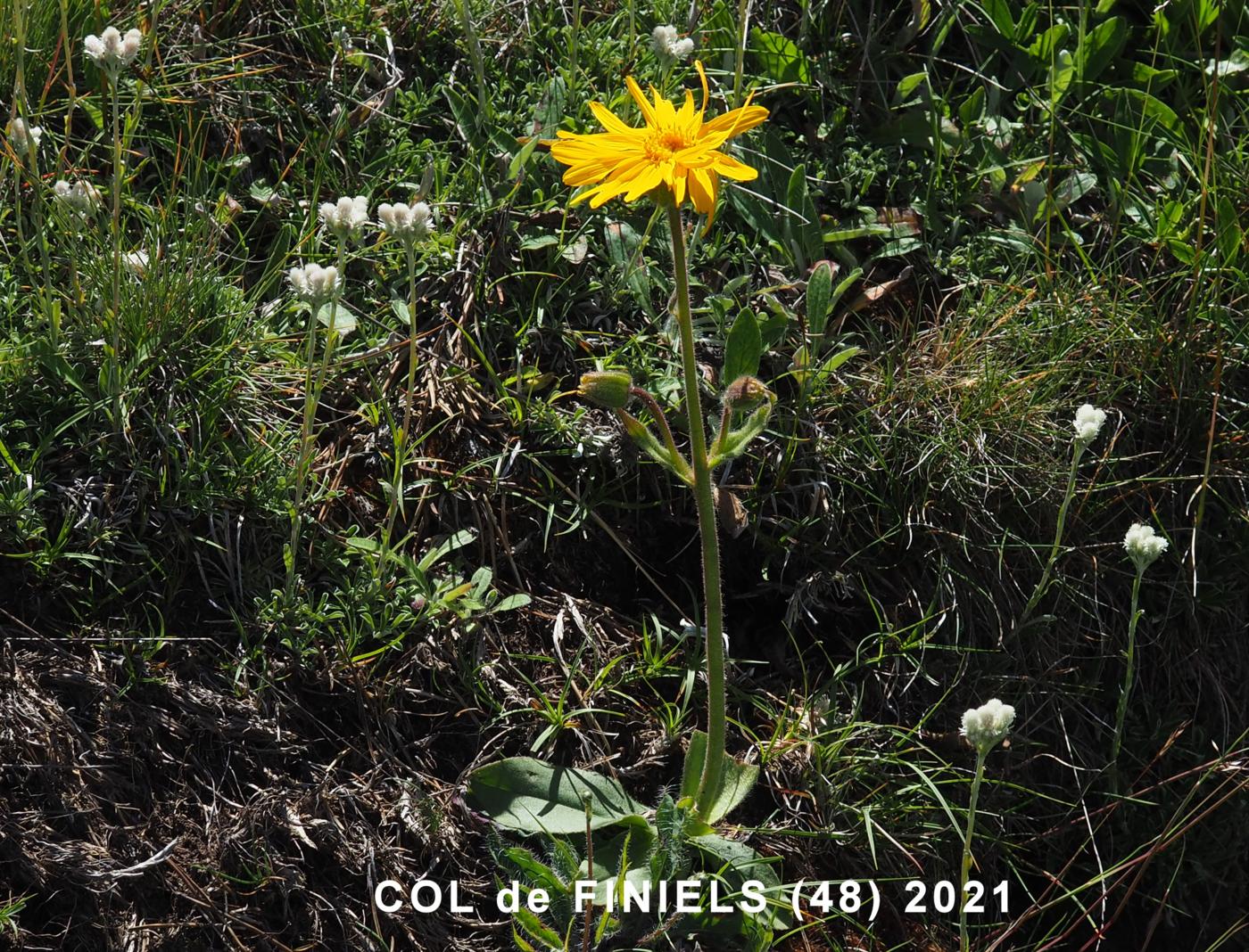 Arnica plant